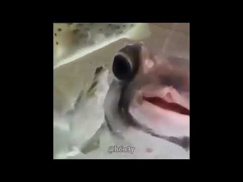 distorted-pufferfish-meme