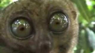 freaky lemur