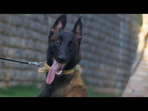 Belgian Malinois Puppies For Sale In India Adult Belgian Malinois Stud Belgian Puppies Clips Youtube