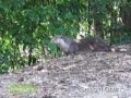 A Learning Journey to Sungei Buloh Wetland Reserve