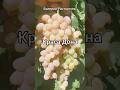 Виноград Краса Дона, ранний, Алматы 28.09.2025.