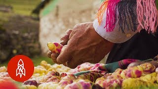 This Peruvian Farmer Grows Over 400 Varieties of Potatoes