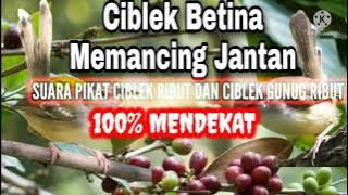 Ciblek betina memanggil Jantan||suara pikat ciblek ribut ampuh #shorts
