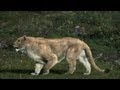 Cave Lion Vs Cave Bear - Ice Age Giants - Episode 2 Preview - BBC Two