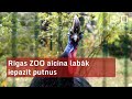 Rīgas zooloģiskajā dārzā sāksies putnu mēnesis un vasaras sezona