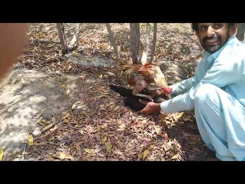 How to cross chickens by hand. Hens mating with roosters