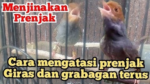 cara mudah menjinakan prenjak yang giras dan grabagan