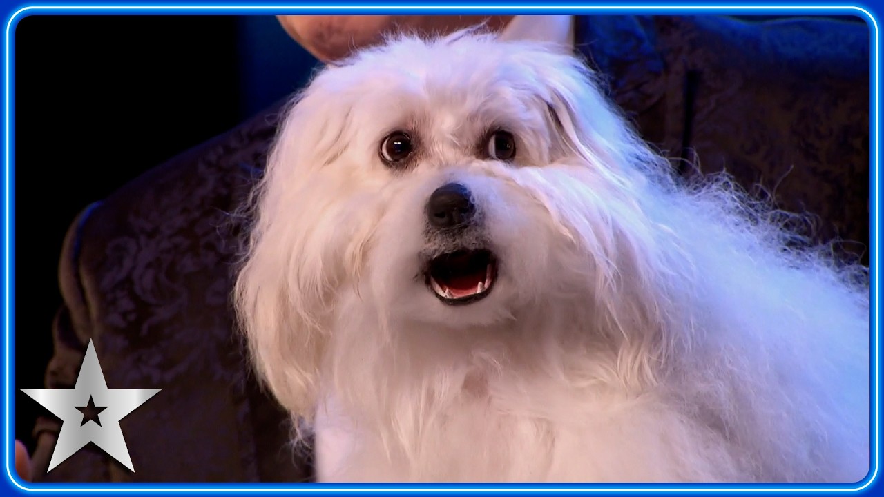 Marc Metral s TALKING DOG wows Simon Cowell Unforgettable Audition Britain s Got Talent