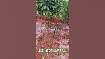 BÉC TƯỚI VP10 HOẠT ĐỘNG THỰC TẾ THẬT TUYỆT VỜI #bectuoiphunmua #bectuoicay #vp10  #bectuoisaurieng