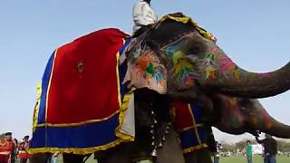 Jaipur Elephant Festival and Parade (Jaipur, Rajasthan India)
