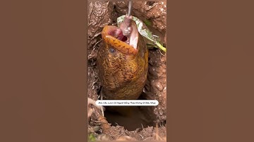 Móc câu lươn có ngạnh chất liệu thép cao cấp không gỉ #cauca #fishing #shorts