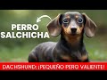 Perro Salchicha - Como Cuidarle
