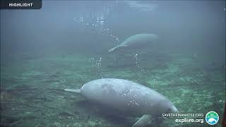 Underwater ManateeCam at Blue Spring State Park | 2024 Highlights