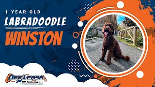 Best Labradoodle Dog Training | Winston | Dog Training in London