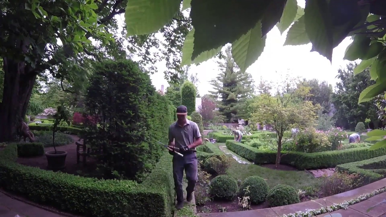 trimming boxwood the old school way - YouTube