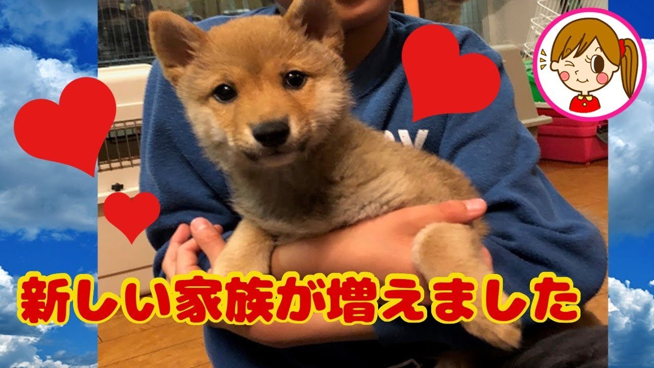 ご報告 保護犬 新しい家族が増えました 柴犬 ミニオンズ おもちゃ Youtube