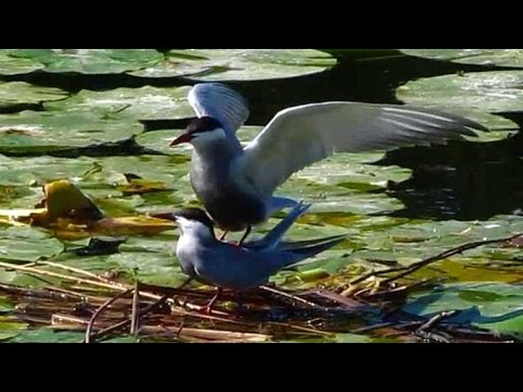 Gaivinas Dos Pauis Acasalando Whiskered Terns Mating 