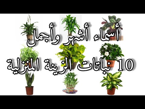 أسماء وصور لأشهر وأجمل 10 نباتات الزينة الداخلية المنزلية الجزء الأول