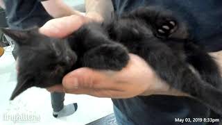 Real Men Love Cats - Tinykittens