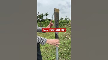 Thuổng đào chuẩn sịn thép nhíp oto chắc khoẻ hàng đặt cai cấp giá rẻ tại lò