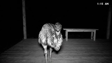 Live footage🔴🔴🔴#shorts #pets #viral #viralvideo #cat #funny