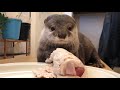 カワウソさくら 好物だけで作った恵方巻に大大興奮！ Otters　excited about Ehomaki