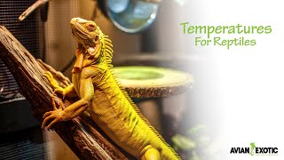 Temperatures for Reptiles by Avian and Exotic Animal Clinic 2,019 views 2 years ago 5 minutes, 25 seconds