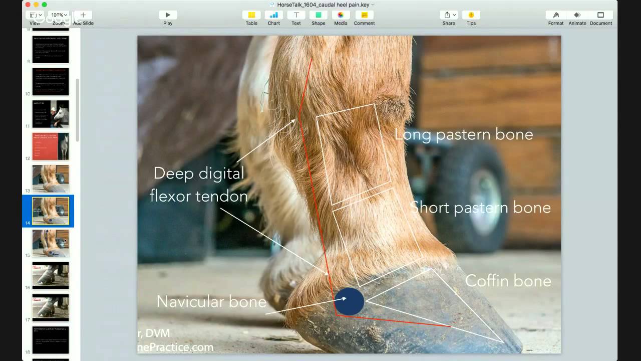“Caudal Heel Pain In Horses” a HorseTalk™ cast of The Horse's