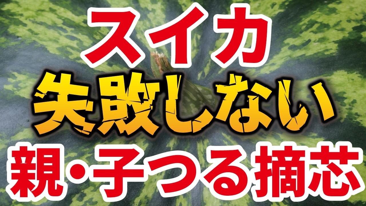 スイカ栽培】失敗しない育て方（親づるの摘芯・子づる4本仕立て 