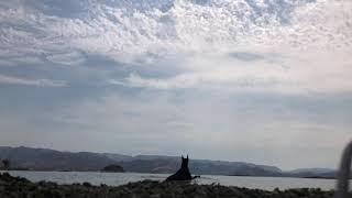 Doberman Lake Berryessa 8/19/20 LNU