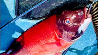 Dana Point Kayak Fishing Sheepshead Calico Bass