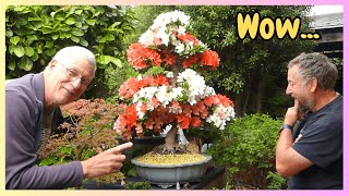 ✨ Verborgen pareltjes voor bonsaituinen! 🌸 Satsuki Azalea in bloei \u0026 ✂️ Tips voor zomersnoei 🌼