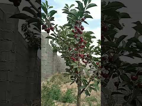 خرید و فروش باغ و باغچه در بهترین لوکیشن دماوند ۰۹۱۹۴۱۰۸۷۶۳