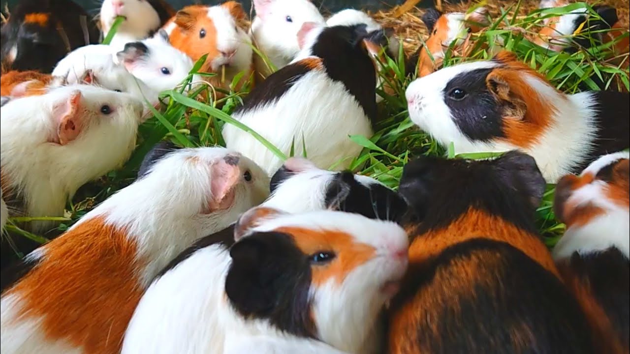 Guinea pigs eating ASMR,very cute guinea pig family eating,guinea pigs asmr,satisfying eating ASMR 