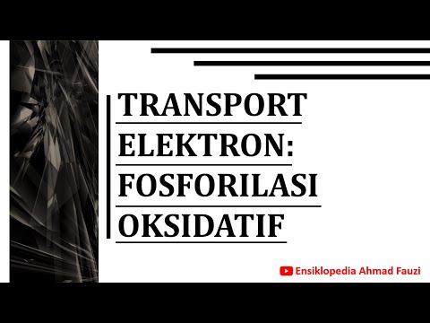 Rantai Transport Elektron dan Fosforilasi Oksidatif