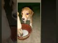 cute puppies and dog |#uttarkumar #rajlaxmi #shortvideo #shortvideo #viral #hearttouching