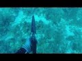 Tortugas spearfishing trip May 2015