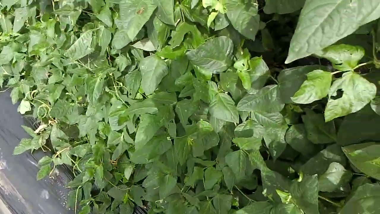 秋の3尺ささげ初収穫231003 - YouTube