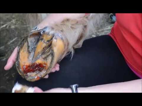 Poulticing your Horses hoof after abscess - YouTube