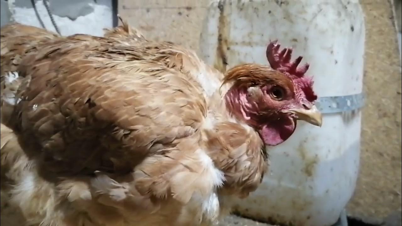 Как несется курица видео. Как несутся куры видео.