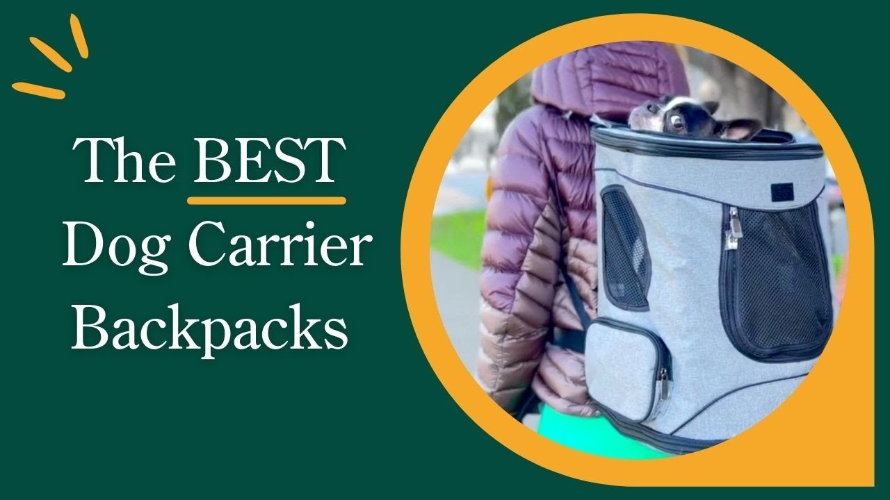6 Best Dog Carrier Backpacks of 2023 - Reviewed