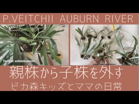 すー アーバンリバー・フーンシキ 親株 ベイチアーバンリバーの親株から大量の子株を外します🍀ビカ森キッズと