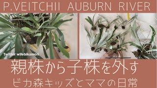 ベイチアーバンリバーの親株から大量の子株を外します🍀ビカ森キッズと