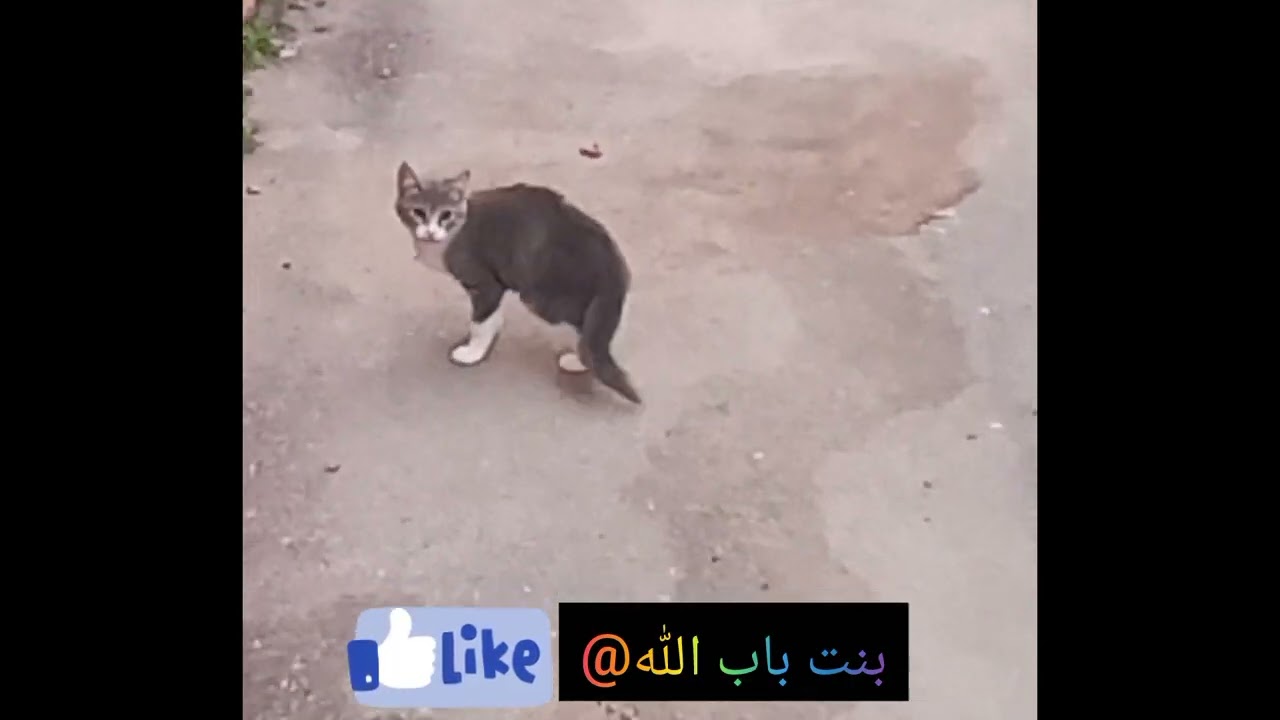 فرحة تاني جمعة @ مع احلى متتبعين😍
