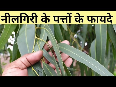 वीडियो: क्या नीलगिरी के पत्ते कोयल के लिए जहरीले होते हैं?