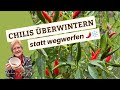 Chilipflanzen überwintern: 2 Methoden, die zuverlässig funktionieren