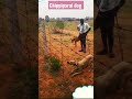 chippiparai dog jumping for pencing#shorts video