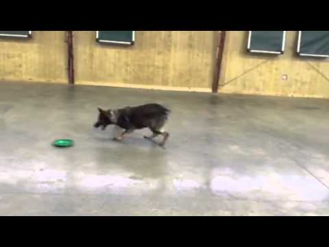 best protection dogs for first time owners Asia German Shepherd Retrieving