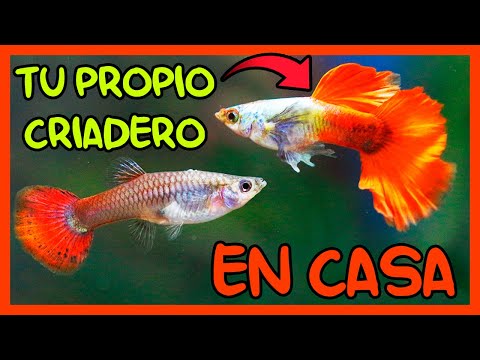 Video: Cómo Cultivar Guppies