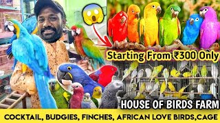 ரூபாய் ₹300 முதல் Talking Birds Tamed Sun Conure, Cockatiel, African Love Birds | Birds For Sale | by MR. FOODIE BOYZ 1,477 views 1 year ago 12 minutes, 6 seconds